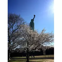 蓮見 リア