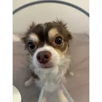 さな