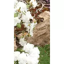 のはら かすみ
