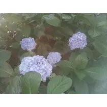 愛矢