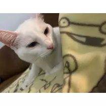 りり