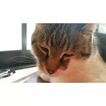 愛矢