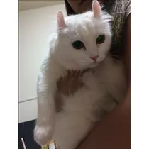 愛羽 仁美