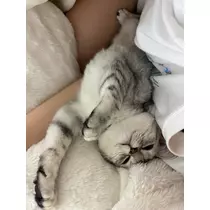 佐倉 里緒