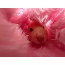 姫乃 みゆな