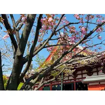 華宮 りりあ