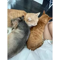 水城 百合