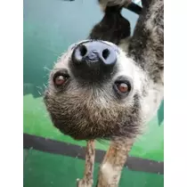 あや