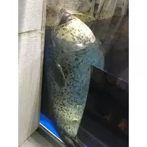 七星 夏純