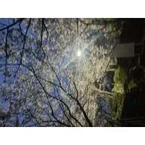 らら