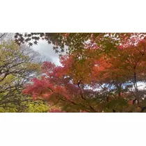 ひじり