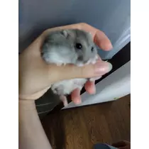 あやか