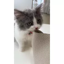 花咲 るり