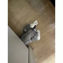 天月 あすな