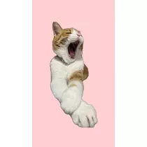 マホ