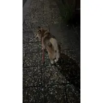ヴィヴィ