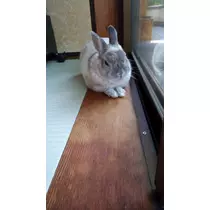 ゆきの