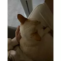 足立 はな
