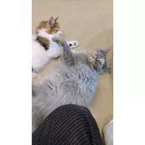 あんず