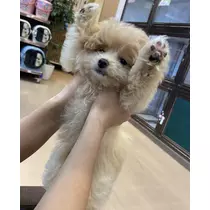 七星 夏純
