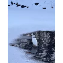 神崎 蘭