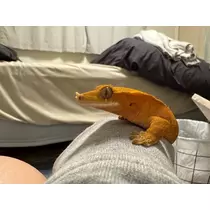 ことり