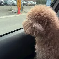 マユ