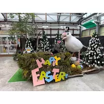 あいら