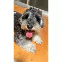 しほ