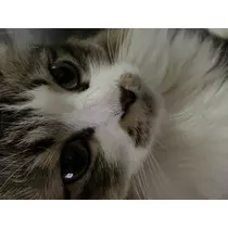翠