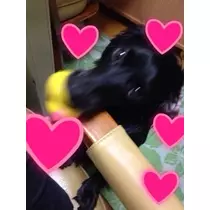 りえ