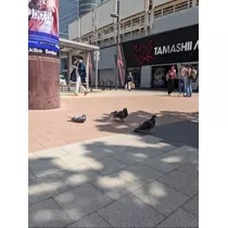 空条 しいな