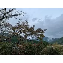 立華 碧