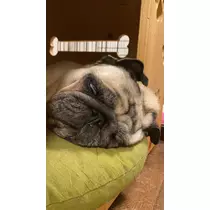 さくら