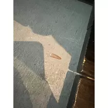 えりか