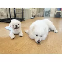 涼風 あき