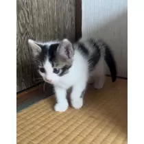 みさき