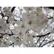 ことり