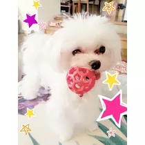 本城 椿