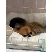 めい