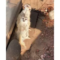 みつき