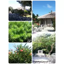 本城 椿