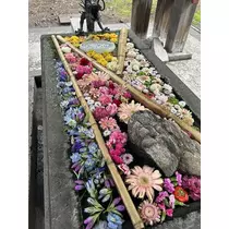 紫月 あやか