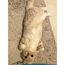 あおい
