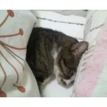 愛羽 仁美