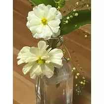 緑 四葉