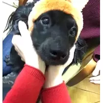 りえ