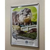 緑 四葉