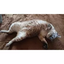 ひな