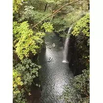 さくら